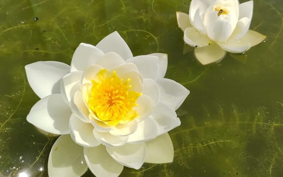 Botanická zahrada láká na kvetoucí lekníny.
