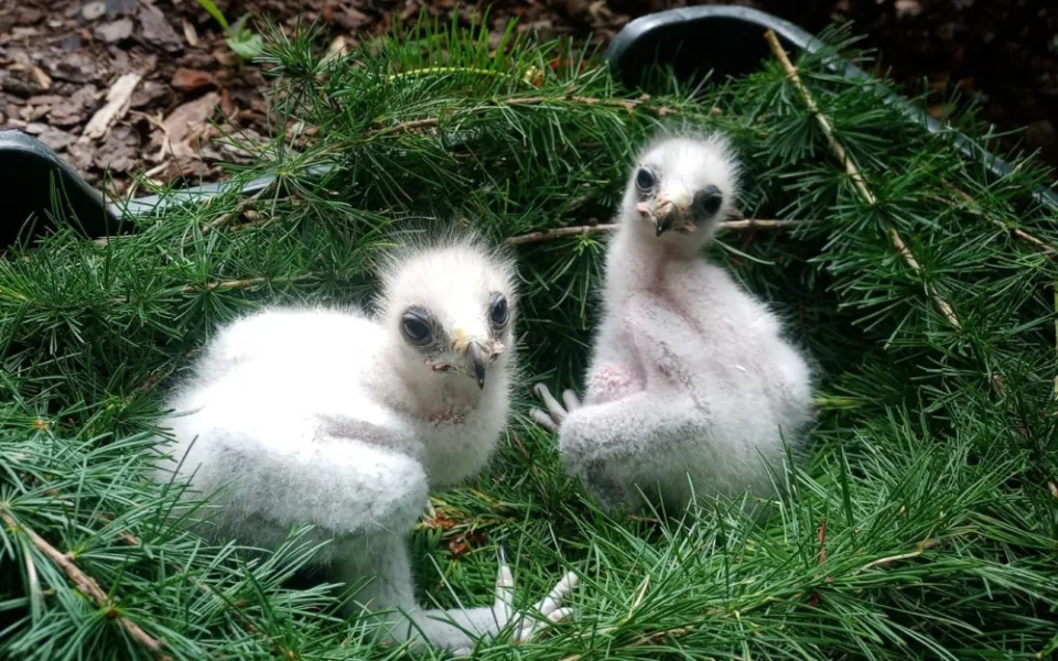 Liberecká zoo má poprvé čtyři mláďata raritního orla nejmenšího