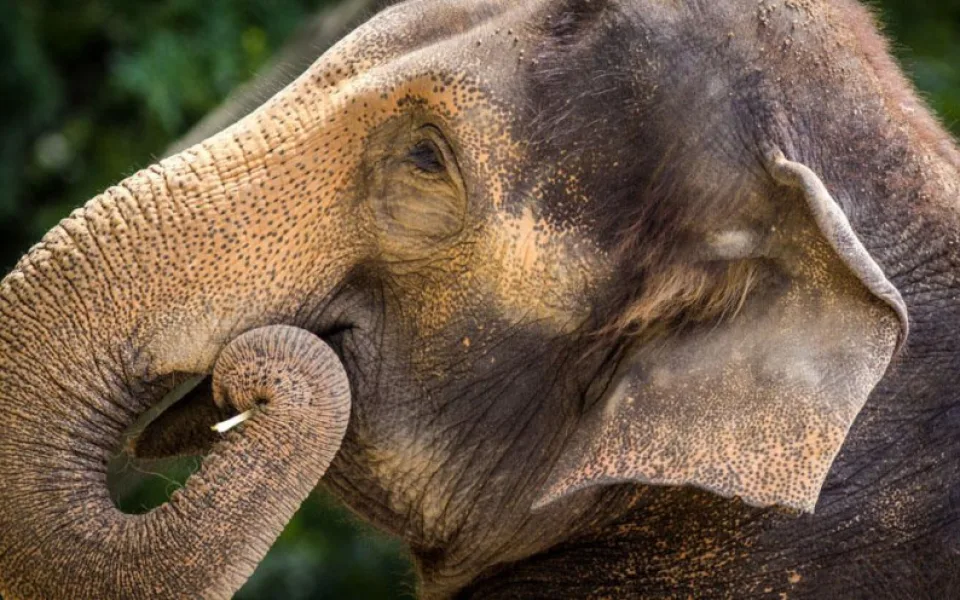 Slon indický.