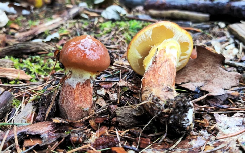 BLOG: Klouzek sličný, houba, kterou zná téměř každý