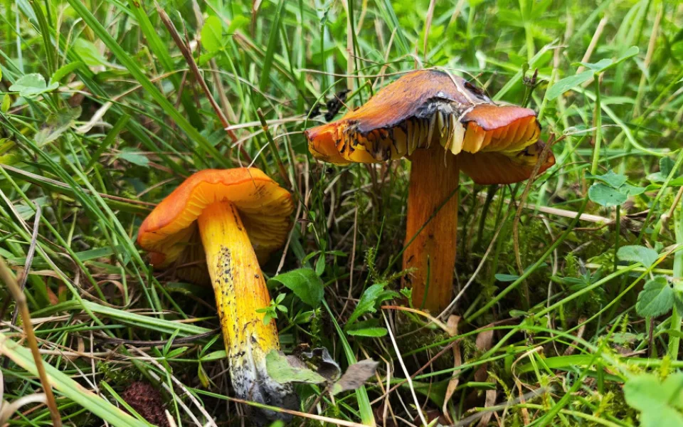 BLOG: Voskovka kuželovitá, barevně pěkná houba, která později téměř zčerná