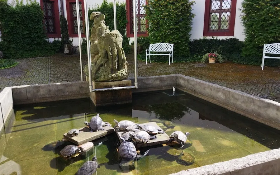 Z muzea v České Lípě návštěvník ukradl živou želvu, na vrácení má dva týdny