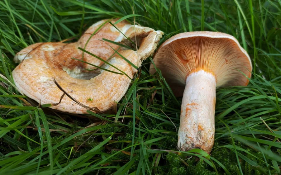 BLOG: Ryzec borový, dobře poznatelný a jedlý ryzec, který se může vyskytnout i na sídlišti
