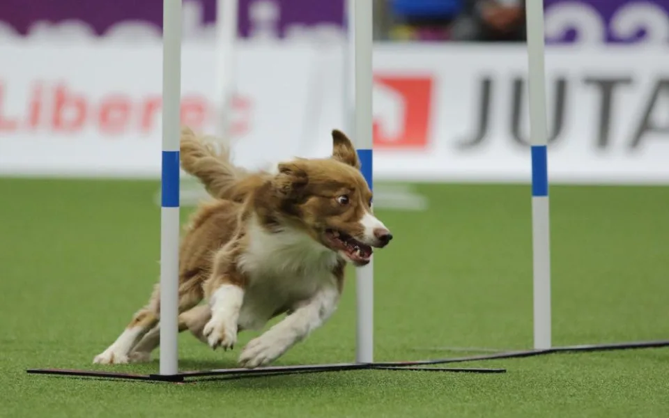 Šampionát v agility zná první mistry světa. O dalších se rozhodne o víkendu