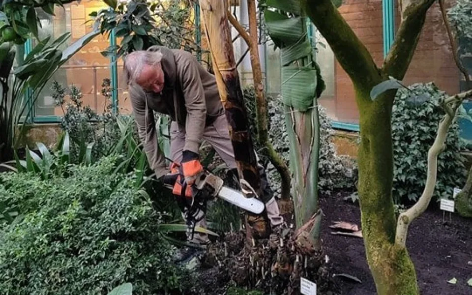 V liberecké botanické zahradě pokáceli sedmimetrovou strelícii