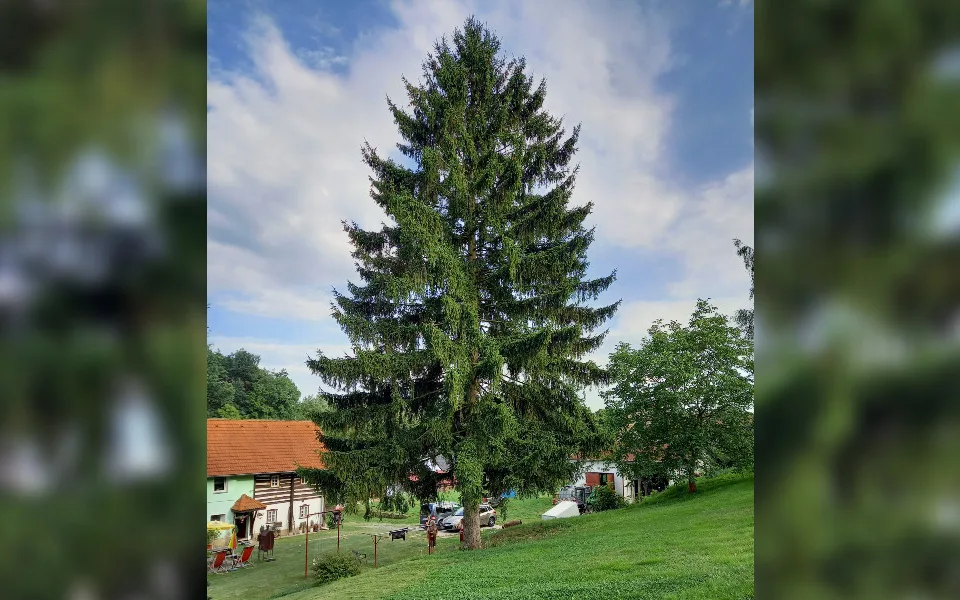 Vánoční strom pro Staromák je z Libereckého kraje. Majitel se bojí, že mu spadne na chalupu