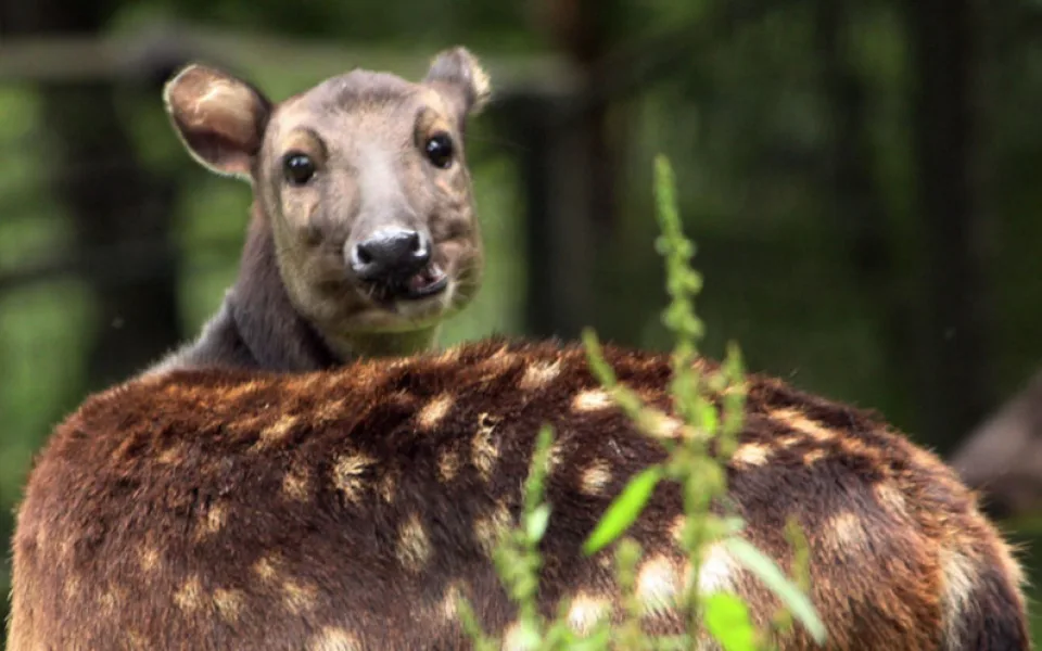 Nejohroženější kopytník na světě, sambar skvrnitý, se narodil v liberecké zoo