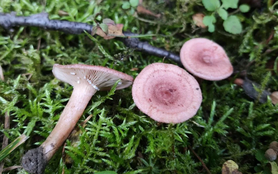 BLOG: Ryzec osténkatý, vzácný ryzec, který se dá najít i na sídlišti
