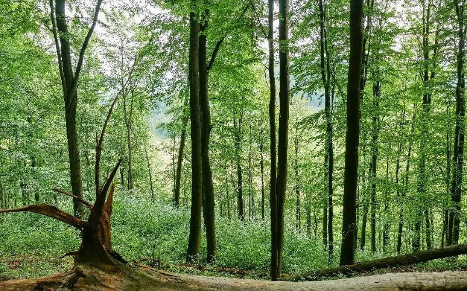 Přírodní rezervace Na Hranicích.