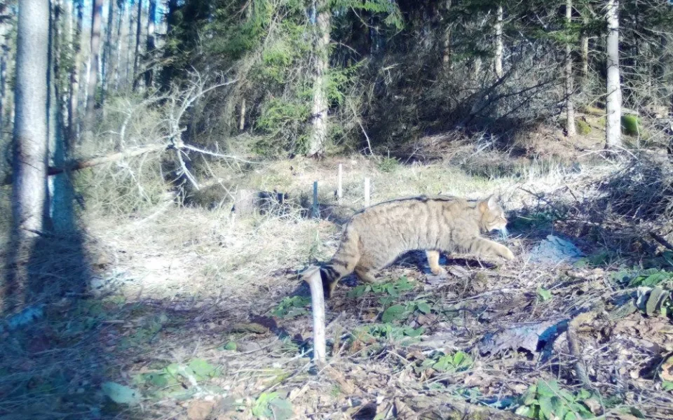 Kočka s typickými znaky kočky divoké zachycená fotopastí v NP České Švýcarsko.
