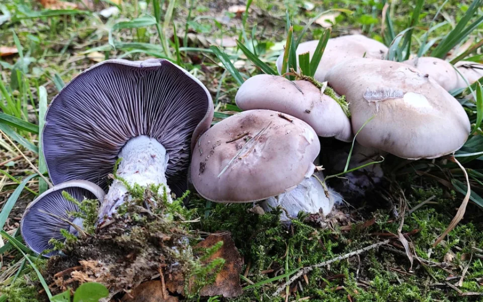 BLOG: Čirůvka fialová, nezaměnitelná jedlá houba