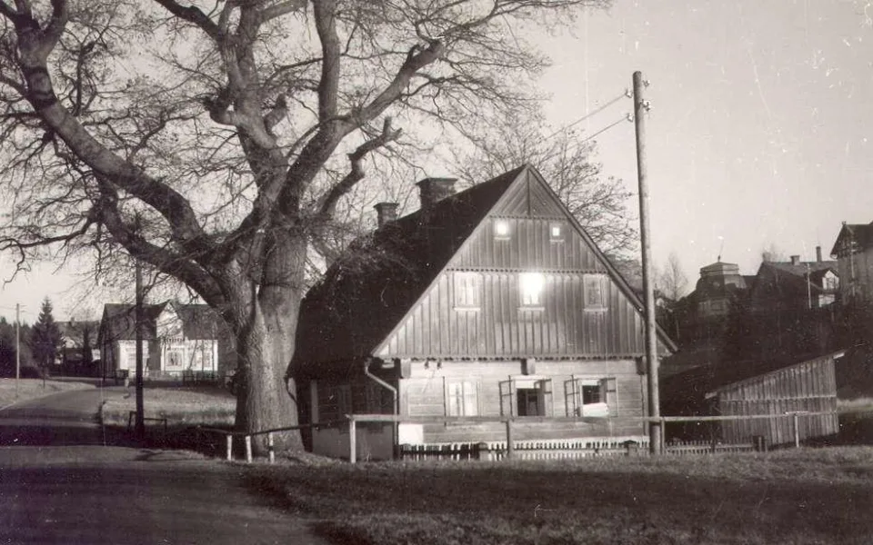 Historická fotografie dubu ve Mšeně.