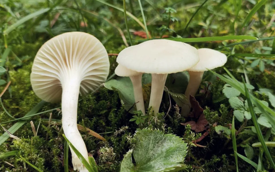 BLOG: Voskovka panenská, zřejmě nejhojnější voskovka
