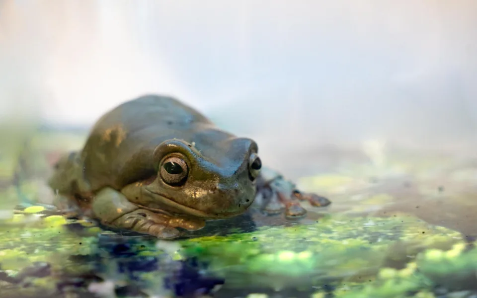 Žabky a jejich nová expozice jsou velkým hitem mezi návštěvníky.