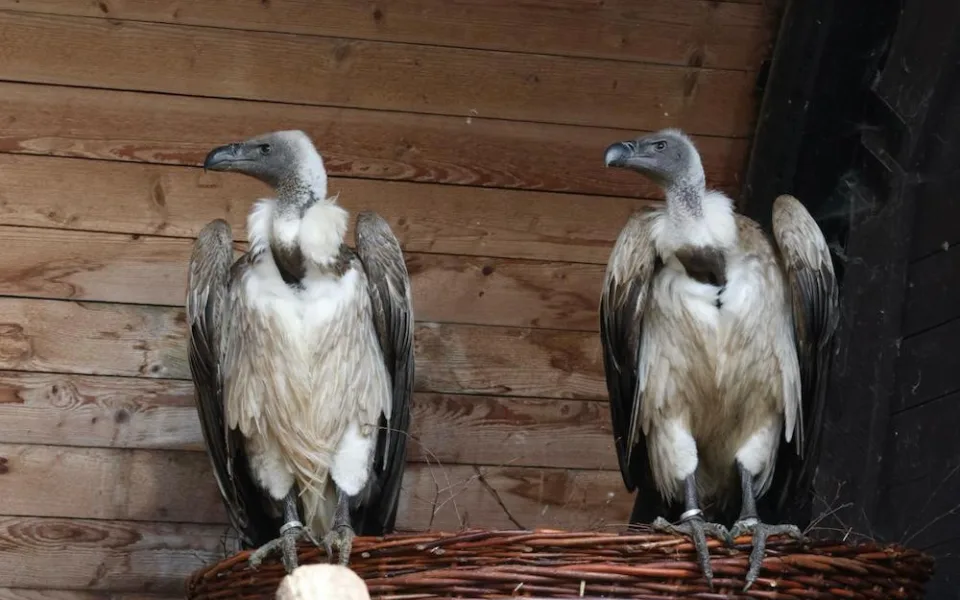 Liberecká zoo získala ohrožené supy africké. Chová je jako jediná u nás