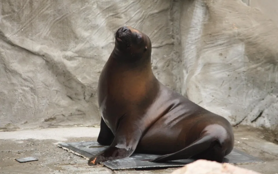 V liberecké zoo nečekaně uhynula samice lachtana Mano, pitva příčinu neodhalila