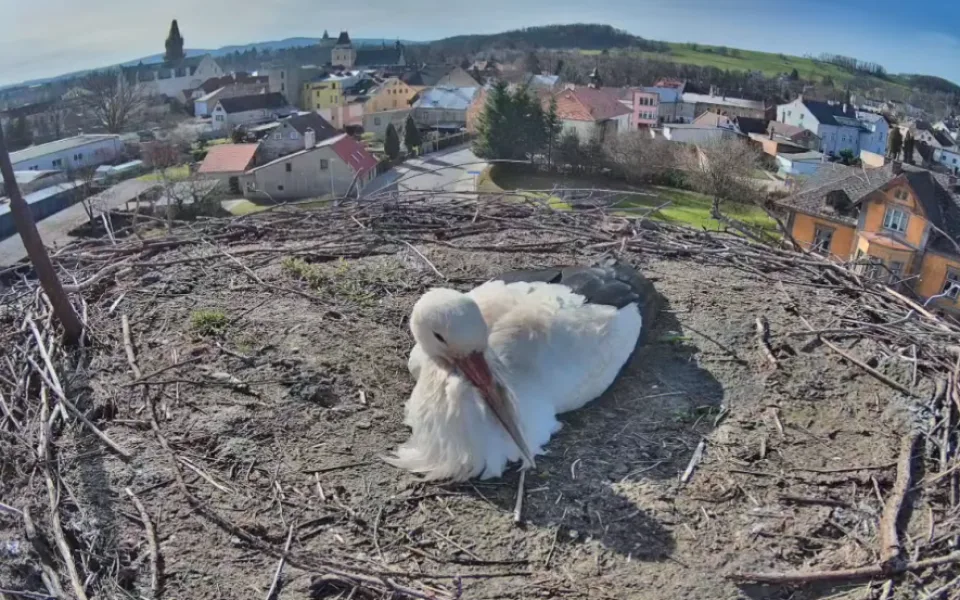 Čáp na hnízdě ve Frýdlantu.