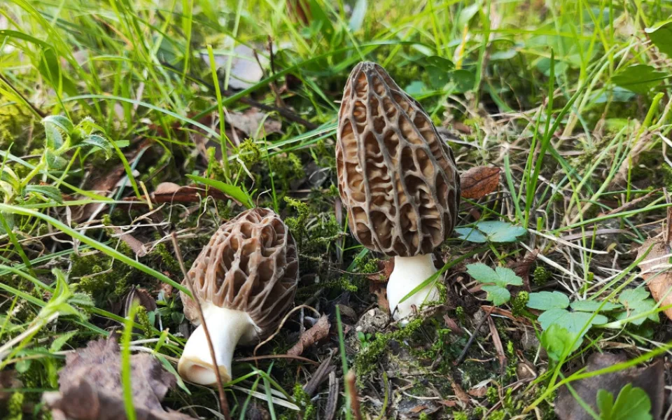 BLOG: Smrže, vyhledávané jarní houby