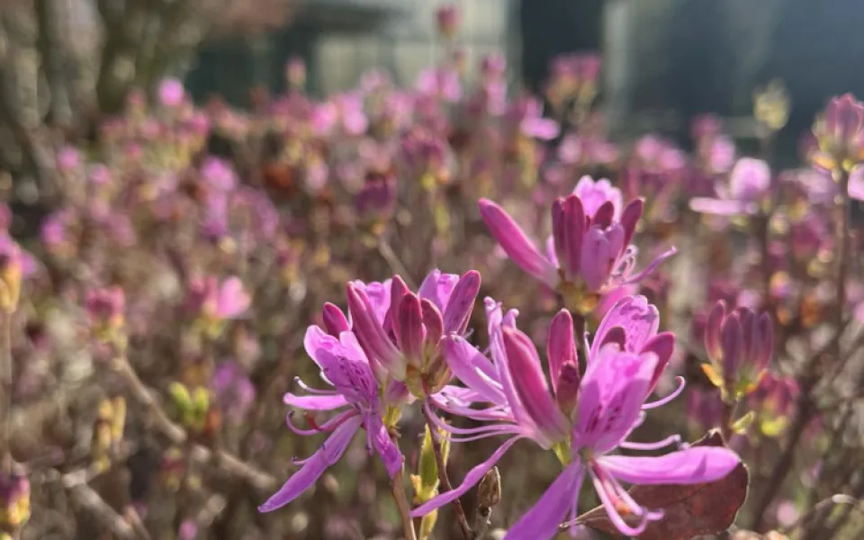 Jaro přišlo brzy, v botanické už kvetou rododendrony