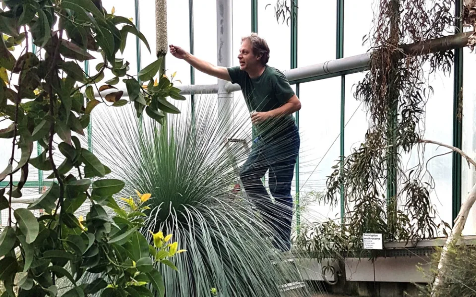Opylení stoletého žlutokapu v liberecké botanické zahradě bylo úspěšné