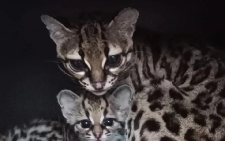 Zoo Liberec hlásí nové přírůstky. Narodil se malý margay, nosálové bělohubí nebo vzácný urial bucharský