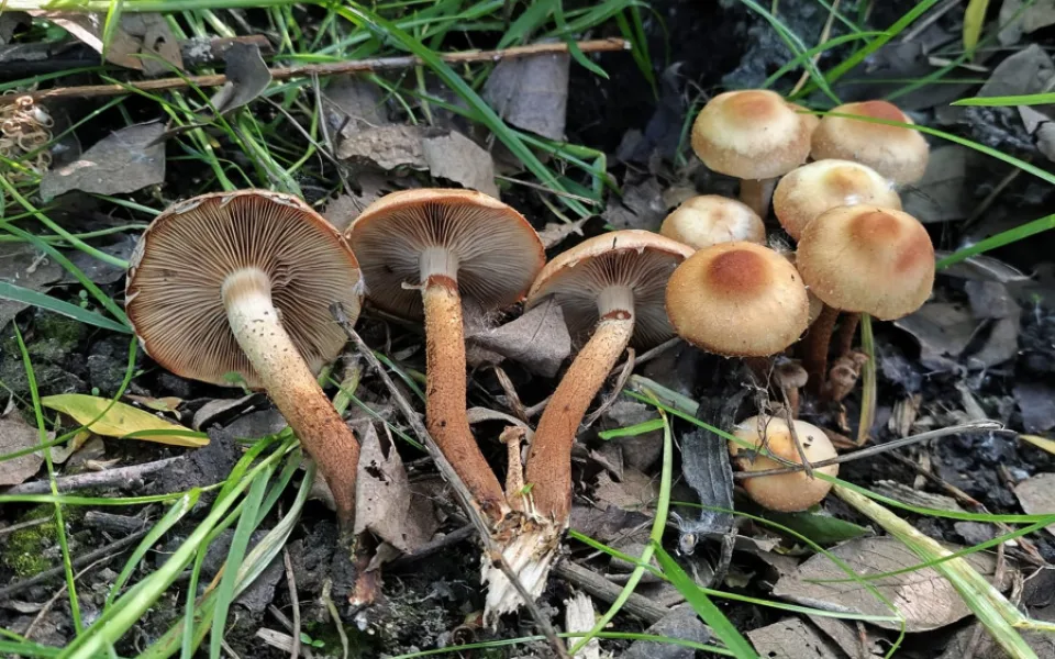 BLOG: Opeňka měnlivá, nález z bažiny