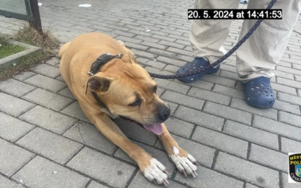 Fenka, ke které se majitel choval neurvale.