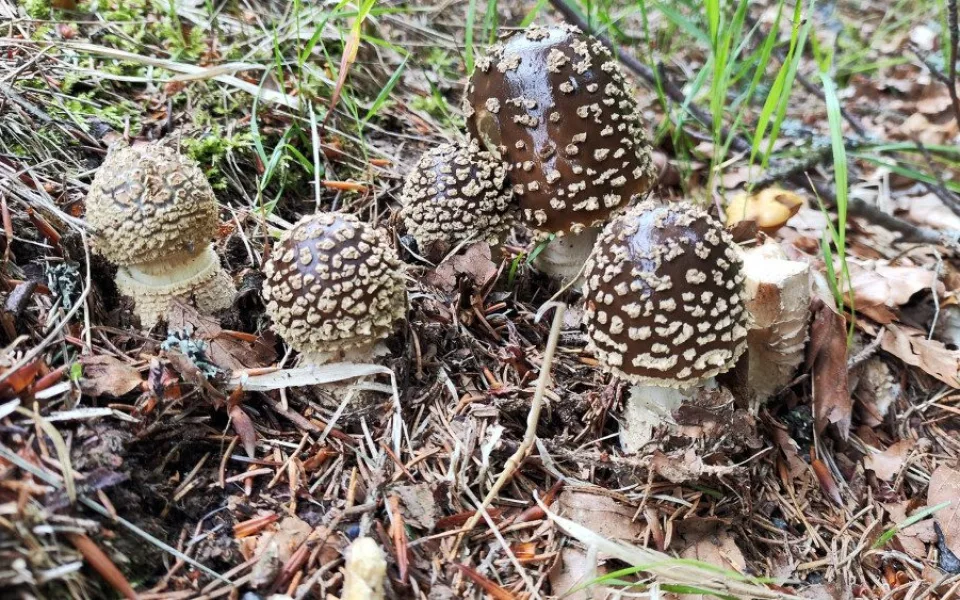 BLOG: Muchomůrka královská, horský druh muchomůrky