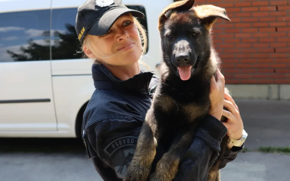 Liberecký tým policejních psovodů má novou posilu, dvouměsíčního německého ovčáka Hrrona