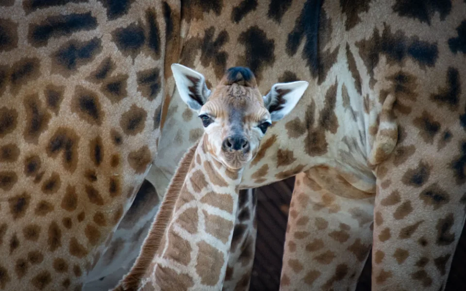 V liberecké zoo se narodilo mládě silně ohrožené žirafy Rothschildovy