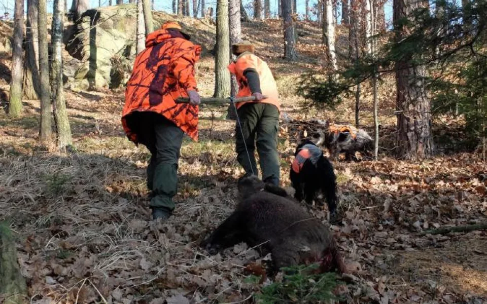 Za zastřeleného divočáka nad 80 kilo dostanou lovci nově odměnu 10 tisíc korun