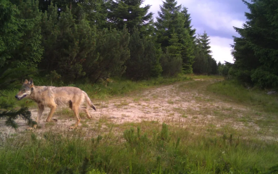 V Krkonoších se daří vlkům, podle správců se smečka zvětšuje