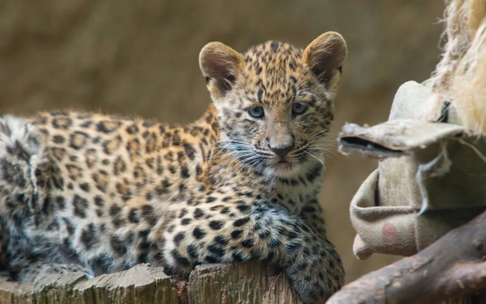 ZOO ilustrační foto