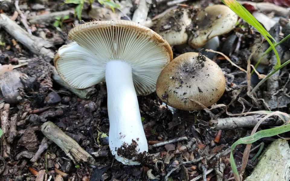 BLOG: Holubinka hřebínkatá sice nepálí, ale chutná rozhodně není