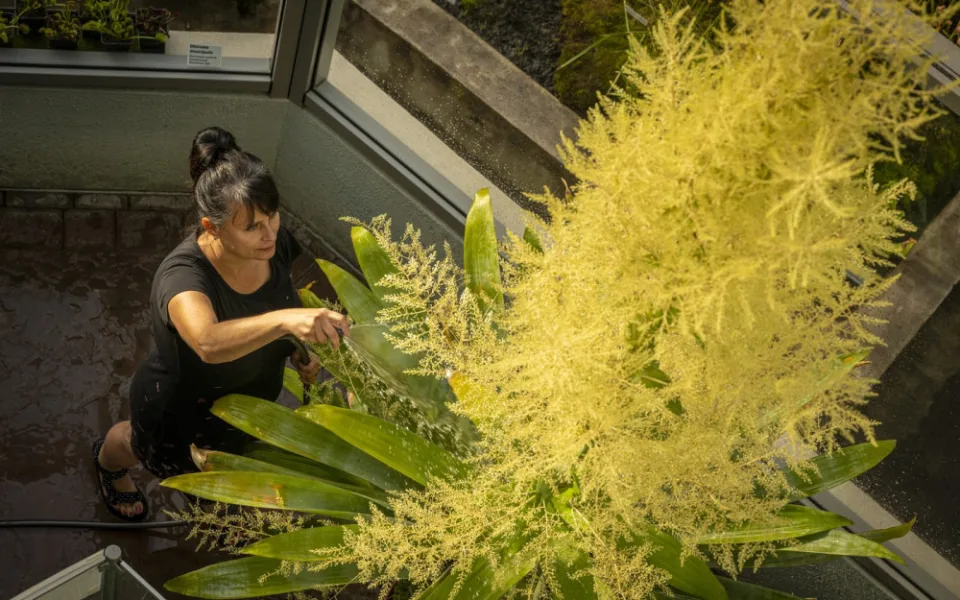 V botanické zahradě v Liberci vykvetla třímetrová brocchinia tatei, pak odumře