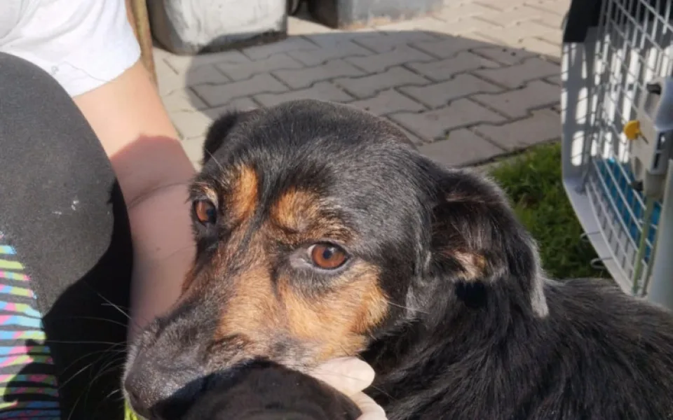 Březí fenku ve zbídačeném stavu pár hodin před porodem někdo opustil. I se štěňaty se jí ujal útulek Azyl Pes na Frýdlantsku