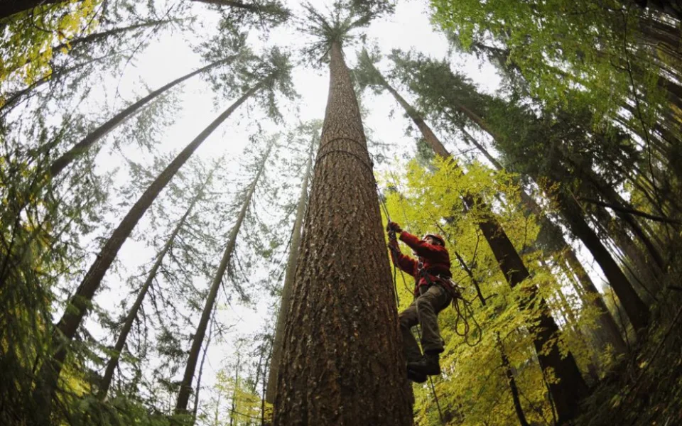 Arboristé po 10 letech přeměřili nejvyšší strom ČR. Roste na Jablonecku a vyrostl o 2,67 m na 66,72 m