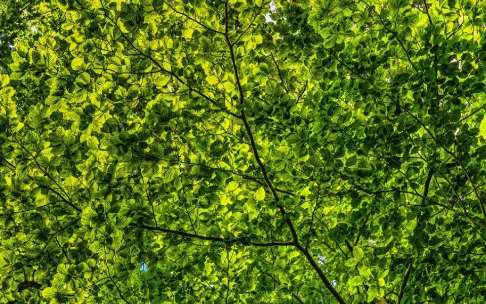 Jablonec nad Nisou chystá vitamínové bomby pro městskou zeleň