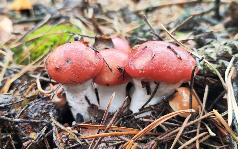 BLOG: Slizák růžový, pohledná houba borových lesů