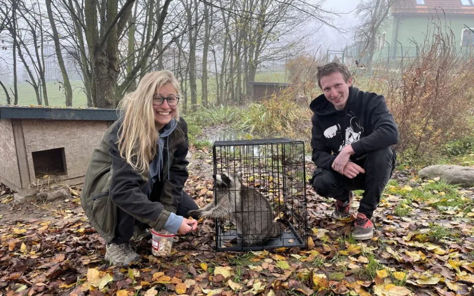 Muž z Frýdlantska chytil mývala, který mu čtyři měsíce chodil na slepice, daroval ho táborské zoo