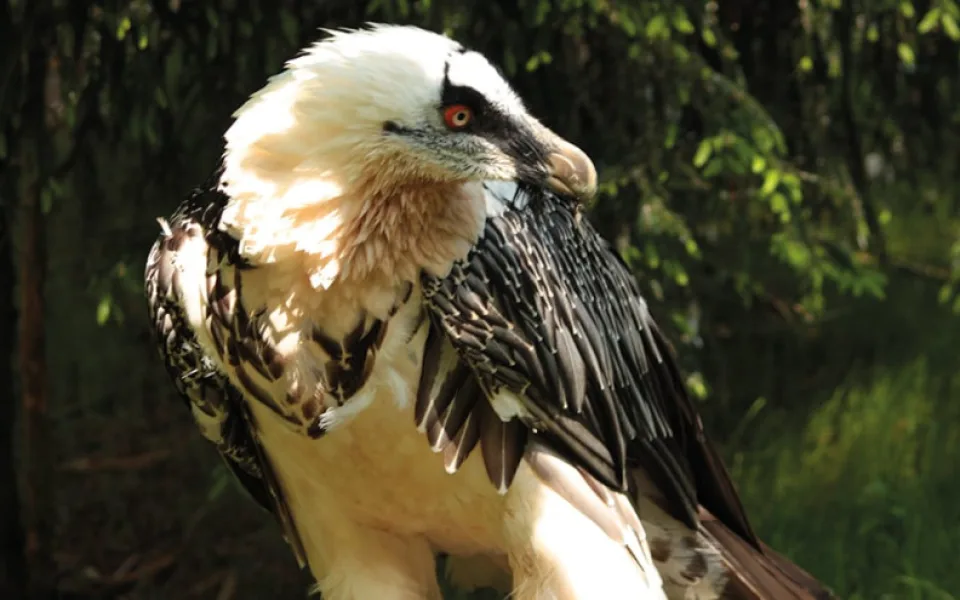 V liberecké zoo uhynul jeden z jejích nejznámějších dravců, orlosup Pišta