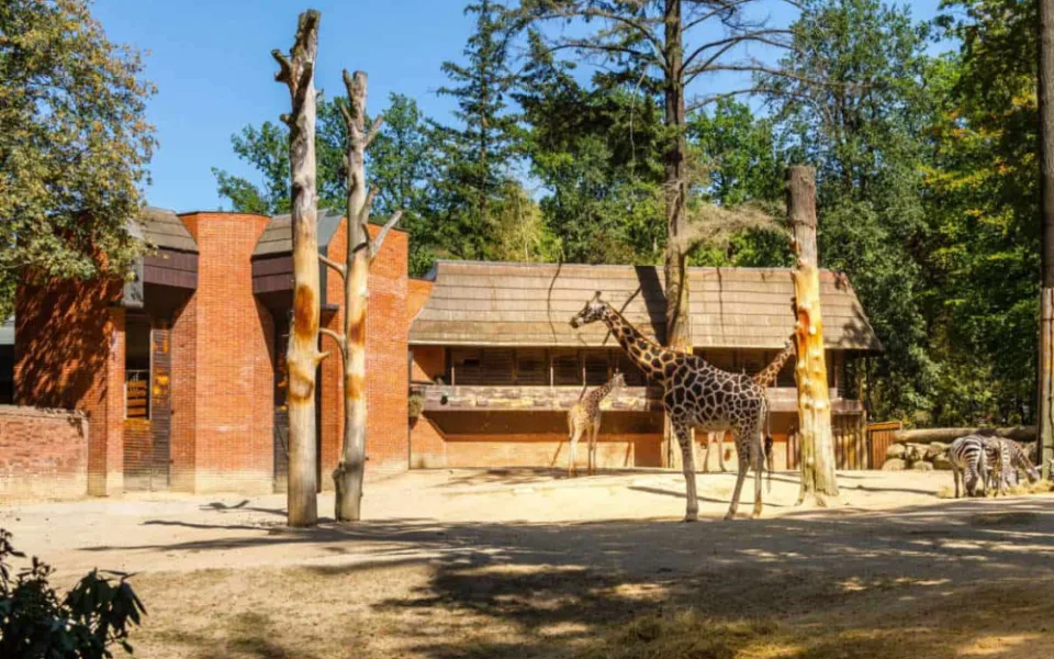 Kraj připravuje rekonstrukci pavilonu a výběhu žiraf v liberecké zoo. Vyjde na více než sto milionů