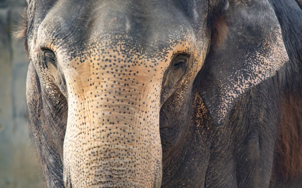Liberecká zoo zřejmě do roka přijde o svého posledního slona