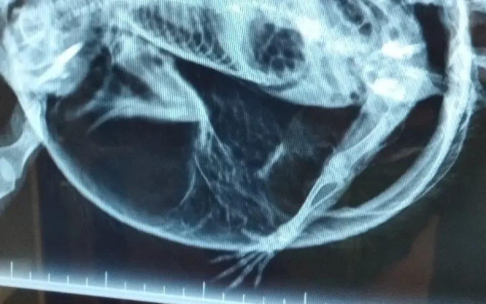 Ježek s balónovým syndromem doputoval do liberecké Archy. Veterináři ho vyfukovali dutou jehlou 