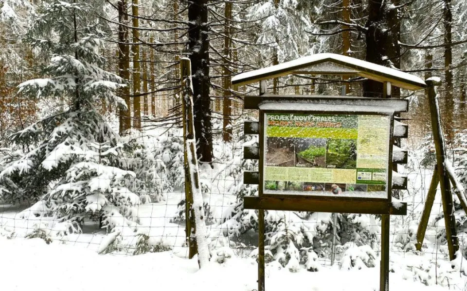 Prales na Ještědu se má rozšířit o hektar a půl. Spolek shání peníze na výkup pozemku