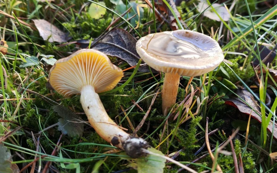 BLOG: Šťavnatka pomrazka, jedlá pozdě podzimní houba