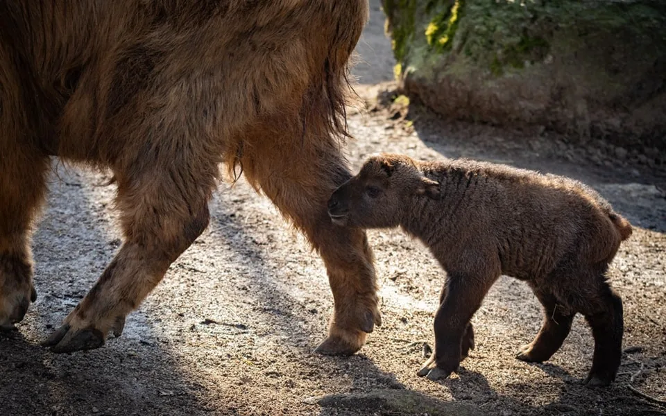 V Liberecké zoo se narodil sameček takina čínského