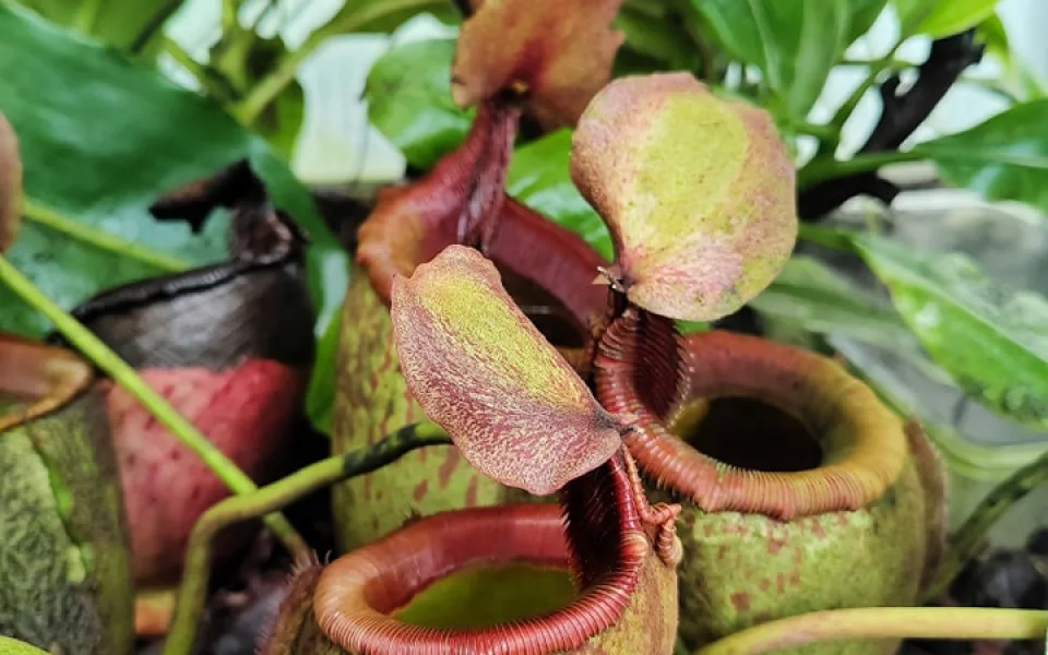 Botanická zahrada v Liberci chce zařadit své masožravky do národní sbírky