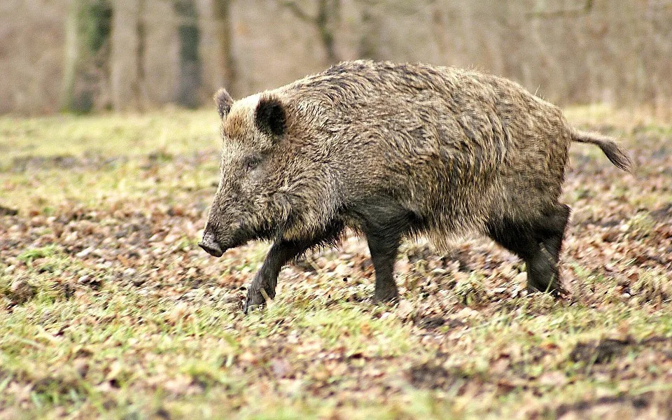 Policisté v Libereckém kraji ukončili odstřel divokých prasat. Mohlo to být efektivnější a levnější, vadí myslivcům