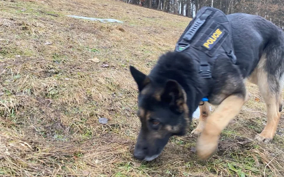Policejní pes Leader opět zachránil život. V Liberci pomohl vypátrat muže, který se loučil se životem